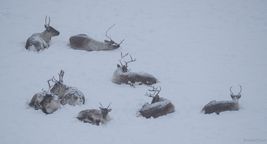 13. dyr reinsdyr hviler