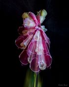 Orkideer lang lukkertid