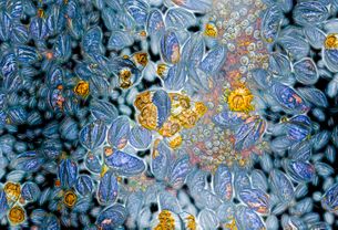 Rur og blåskjell fritt etter Gustav Klimt